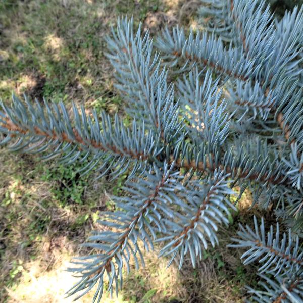 Picea pungens Engelm. [1879] [nn49309] par Alain Bigou le 04/09/2025 - Font-Romeu-Odeillo-Via