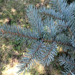 Picea pungens Engelm. [1879] [nn49309] par Alain Bigou le 04/09/2025 - Font-Romeu-Odeillo-Via