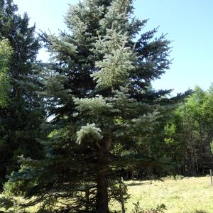 Picea pungens Engelm. [1879] [nn49309] par Alain Bigou le 04/09/2025 - Font-Romeu-Odeillo-Via