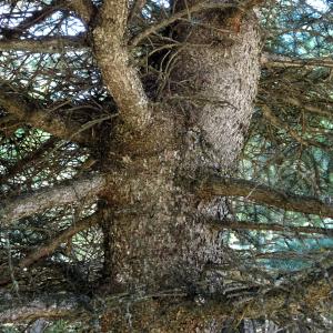 Picea pungens Engelm. [1879] [nn49309] par Alain Bigou le 04/09/2025 - Font-Romeu-Odeillo-Via