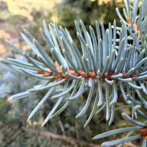 Picea pungens Engelm. [1879] [nn49309] par Alain Bigou le 04/09/2025 - Font-Romeu-Odeillo-Via