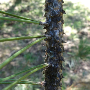 Pinus nigra J.F.Arnold [1785] [nn49663] par Alain Bigou le 04/09/2025 - Font-Romeu-Odeillo-Via