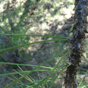 Pinus nigra J.F.Arnold [1785] [nn49663] par Alain Bigou le 04/09/2025 - Font-Romeu-Odeillo-Via