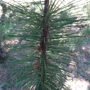 Pinus nigra J.F.Arnold [1785] [nn49663] par Alain Bigou le 04/09/2025 - Font-Romeu-Odeillo-Via