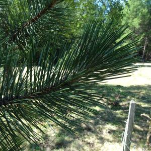 Pinus nigra J.F.Arnold [1785] [nn49663] par Alain Bigou le 04/09/2025 - Font-Romeu-Odeillo-Via