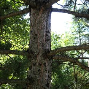 Pinus nigra J.F.Arnold [1785] [nn49663] par Alain Bigou le 04/09/2025 - Font-Romeu-Odeillo-Via