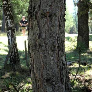 Pinus nigra J.F.Arnold [1785] [nn49663] par Alain Bigou le 04/09/2025 - Font-Romeu-Odeillo-Via