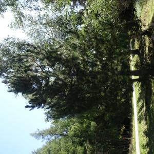 Pinus nigra J.F.Arnold [1785] [nn49663] par Alain Bigou le 04/09/2025 - Font-Romeu-Odeillo-Via