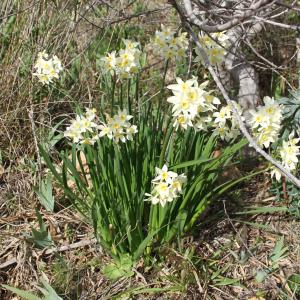 Narcissus tazetta L. [1753] [nn43691] par thomasvavm-347garrigou le 17/02/2026 - Frontignan