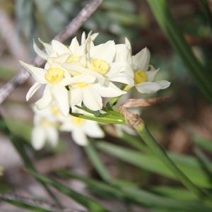 Narcissus tazetta L. [1753] [nn43691] par thomasvavm-347garrigou le 17/02/2026 - Frontignan