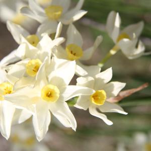 Narcissus tazetta L. [1753] [nn43691] par thomasvavm-347garrigou le 17/02/2026 - Frontignan