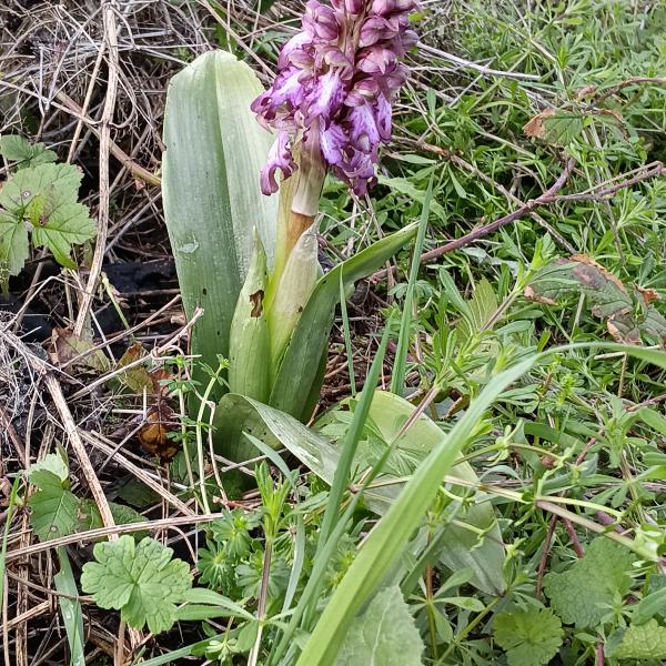 Himantoglossum robertianum (Loisel.) P.Delforge [1999] [nn78357] par Patrick Ressayre le 11/02/2026 - Écully