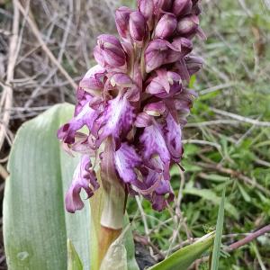 Himantoglossum robertianum (Loisel.) P.Delforge [1999] [nn78357] par Patrick Ressayre le 11/02/2026 - Écully