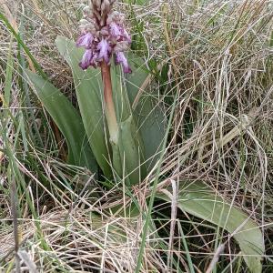 Himantoglossum robertianum (Loisel.) P.Delforge [1999] [nn78357] par Patrick Ressayre le 14/02/2026 - Grospierres