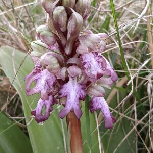 Himantoglossum robertianum (Loisel.) P.Delforge [1999] [nn78357] par Patrick Ressayre le 14/02/2026 - Grospierres