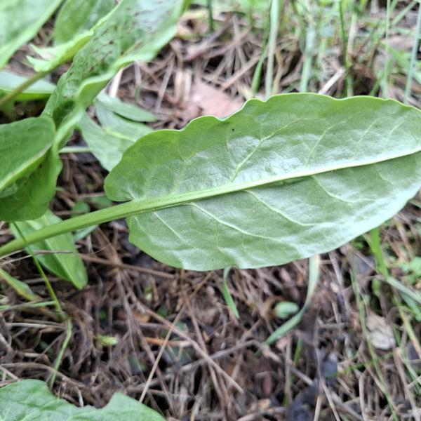 Rumex acetosa L. [1753] [nn58578] par Bernard Legendre le 18/02/2026 - Chatelans