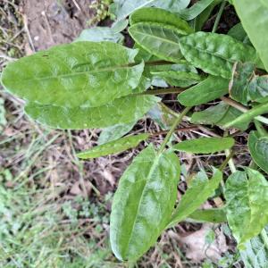 Rumex acetosa L. [1753] [nn58578] par Bernard Legendre le 18/02/2026 - Chatelans