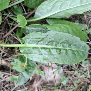 Rumex acetosa L. [1753] [nn58578] par Bernard Legendre le 18/02/2026 - Chatelans