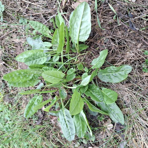 Rumex acetosa L. [1753] [nn58578] par Bernard Legendre le 18/02/2026 - Chatelans