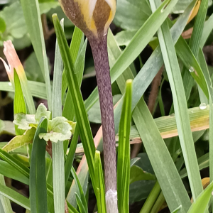 Crocus neapolitanus (Ker Gawl.) Loisel. [1817] [nn19896] par Patrick Ressayre le 16/02/2026 - Vaulx-en-Velin
