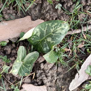 Arum italicum Mill. [nn7024] par Patrick Ressayre le 16/02/2026 - Vaulx-en-Velin