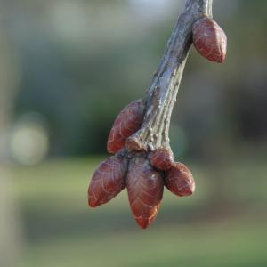 Quercus robur L. [1753] [nn75316] par Escargotte le 25/01/2026 - Paris