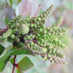 Berberis aquifolium Pursh [1814] [nn9449] par Escargotte le 31/01/2026 - Maisons-Alfort