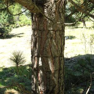 Pinus nigra J.F.Arnold [1785] [nn49663] par Alain Bigou le 04/09/2025 - Font-Romeu-Odeillo-Via