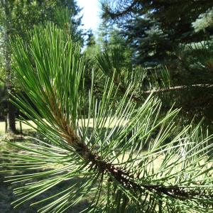 Pinus nigra J.F.Arnold [1785] [nn49663] par Alain Bigou le 04/09/2025 - Font-Romeu-Odeillo-Via