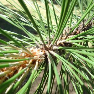 Pinus nigra J.F.Arnold [1785] [nn49663] par Alain Bigou le 04/09/2025 - Font-Romeu-Odeillo-Via