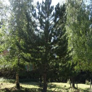 Pinus nigra J.F.Arnold [1785] [nn49663] par Alain Bigou le 04/09/2025 - Font-Romeu-Odeillo-Via