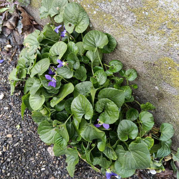 Viola odorata L. [nn72389] par Patrick Ressayre le 16/02/2026 - Vaulx-en-Velin