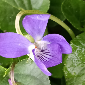 Viola odorata L. [nn72389] par Patrick Ressayre le 16/02/2026 - Vaulx-en-Velin