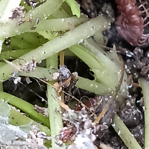 Viola odorata L. [nn72389] par Patrick Ressayre le 16/02/2026 - Vaulx-en-Velin