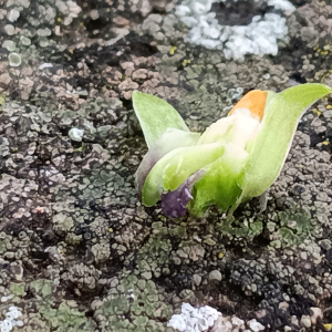Viola odorata L. [nn72389] par Patrick Ressayre le 16/02/2026 - Vaulx-en-Velin