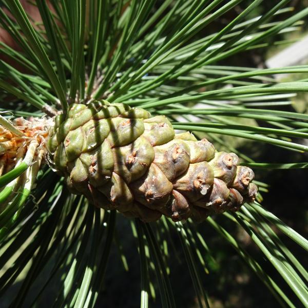 Pinus sylvestris L. [1753] [nn49702] par Alain Bigou le 04/09/2025 - Font-Romeu-Odeillo-Via