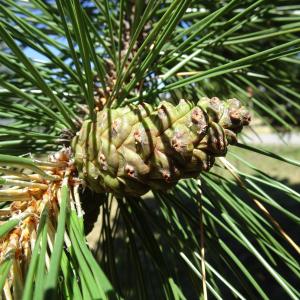 Pinus sylvestris L. [1753] [nn49702] par Alain Bigou le 04/09/2025 - Font-Romeu-Odeillo-Via