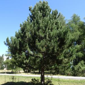 Pinus sylvestris L. [1753] [nn49702] par Alain Bigou le 04/09/2025 - Font-Romeu-Odeillo-Via