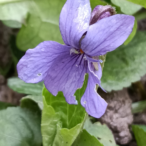 Viola odorata L. [nn72389] par Patrick Ressayre le 16/02/2026 - Vaulx-en-Velin
