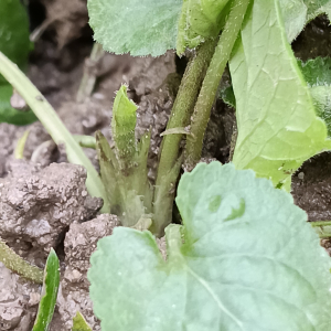 Viola odorata L. [nn72389] par Patrick Ressayre le 16/02/2026 - Vaulx-en-Velin