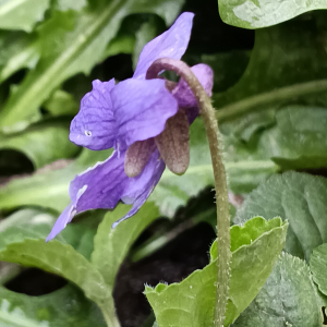 Viola odorata L. [nn72389] par Patrick Ressayre le 16/02/2026 - Vaulx-en-Velin