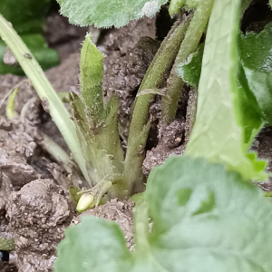 Viola odorata L. [nn72389] par Patrick Ressayre le 16/02/2026 - Vaulx-en-Velin