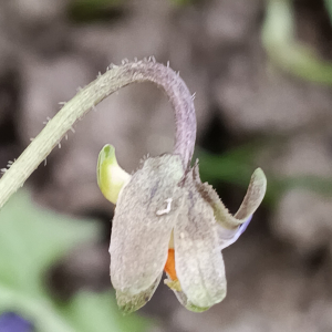 Viola odorata L. [nn72389] par Patrick Ressayre le 16/02/2026 - Vaulx-en-Velin