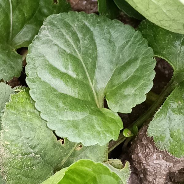 Viola odorata L. [nn72389] par Patrick Ressayre le 16/02/2026 - Vaulx-en-Velin
