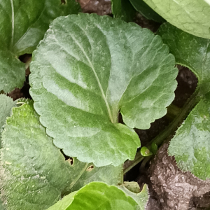 Viola odorata L. [nn72389] par Patrick Ressayre le 16/02/2026 - Vaulx-en-Velin