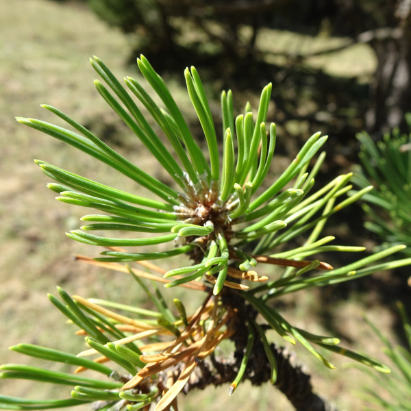 Pinus mugo subsp. uncinata (Ramond ex DC.) Domin [1936] [nn49661] par Alain Bigou le 04/09/2025 - Font-Romeu-Odeillo-Via