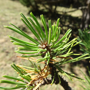 Pinus mugo subsp. uncinata (Ramond ex DC.) Domin [1936] [nn49661] par Alain Bigou le 04/09/2025 - Font-Romeu-Odeillo-Via