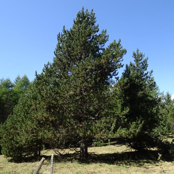 Pinus mugo subsp. uncinata (Ramond ex DC.) Domin [1936] [nn49661] par Alain Bigou le 04/09/2025 - Font-Romeu-Odeillo-Via