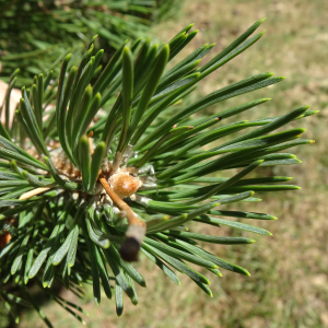 Pinus mugo subsp. uncinata (Ramond ex DC.) Domin [1936] [nn49661] par Alain Bigou le 04/09/2025 - Font-Romeu-Odeillo-Via