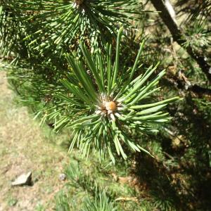 Pinus mugo subsp. uncinata (Ramond ex DC.) Domin [1936] [nn49661] par Alain Bigou le 04/09/2025 - Font-Romeu-Odeillo-Via